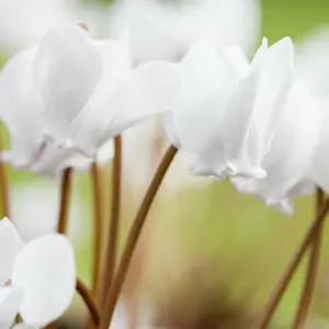 Cyclamen hederifolium White